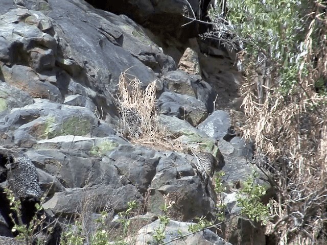 Chilean Flicker - ML201553601