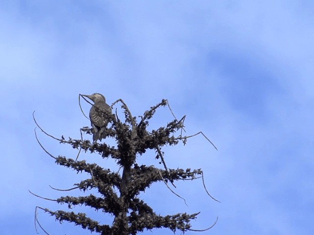 Chilean Flicker - ML201553611