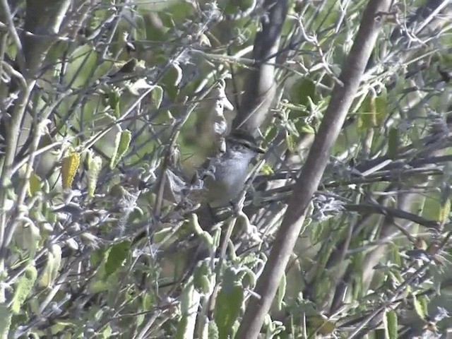 Plain-mantled Tit-Spinetail (aegithaloides) - ML201553651