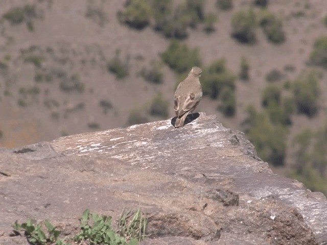 Géositte à ailes rousses - ML201553691