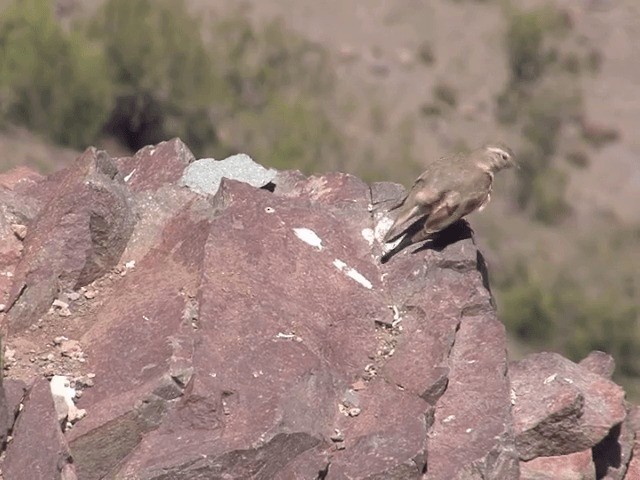 アカバネジカマドドリ - ML201553701