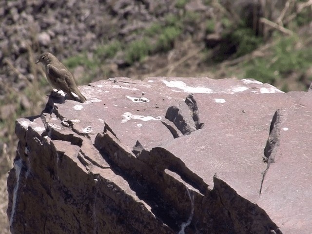 Géositte à ailes rousses - ML201553711