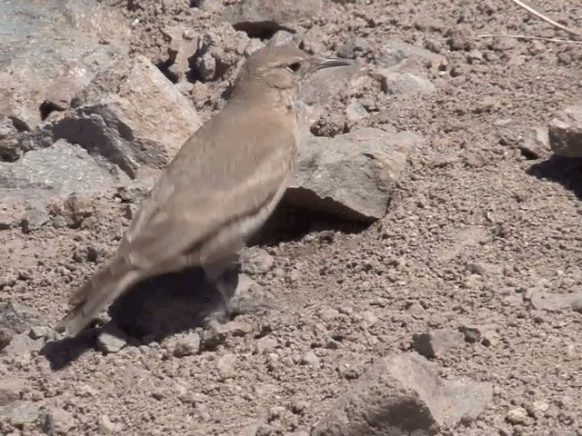 Creamy-rumped Miner - ML201553751