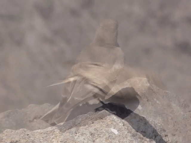 Creamy-rumped Miner - ML201553771