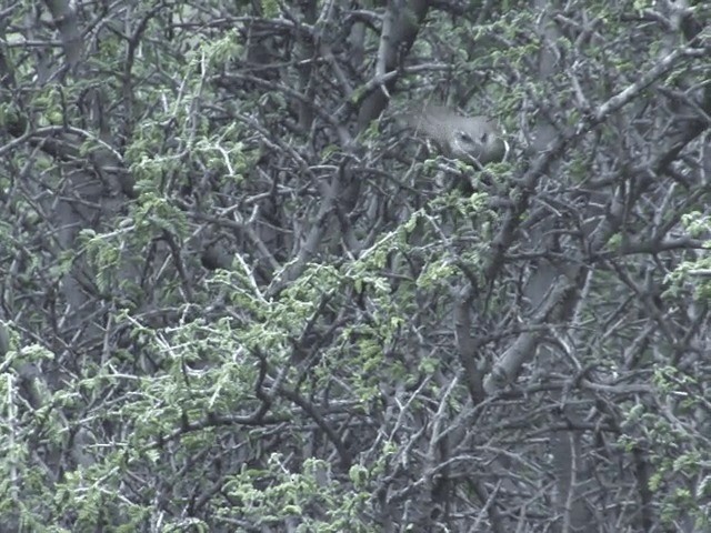 チリーカマドドリ - ML201553861