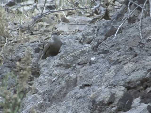 チリーカマドドリ - ML201553871