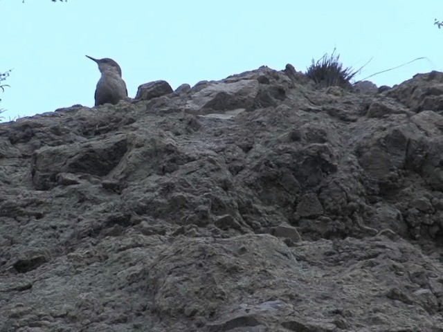 チリーカマドドリ - ML201553881