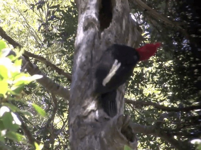 Magellanic Woodpecker - ML201553891