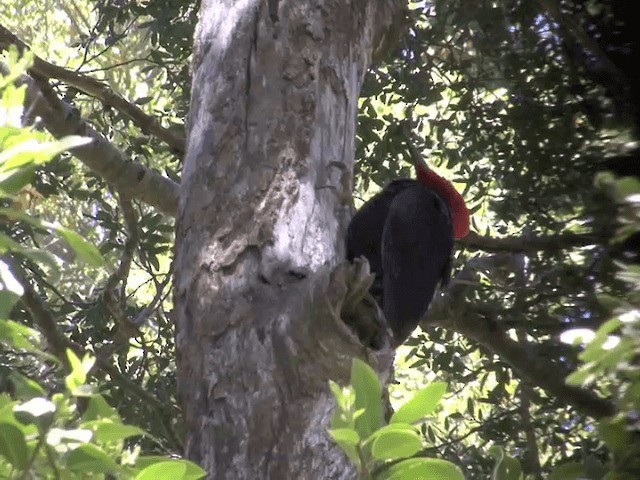 Magellanic Woodpecker - ML201553901