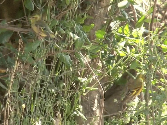 Black-chinned Siskin - ML201553921