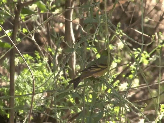 Black-chinned Siskin - ML201553931