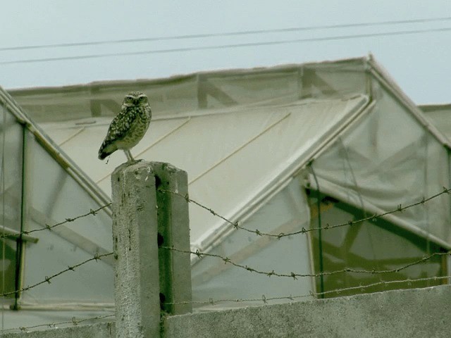 Burrowing Owl (Southern) - ML201553981
