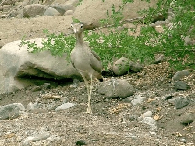 Peruvian Thick-knee - ML201553991