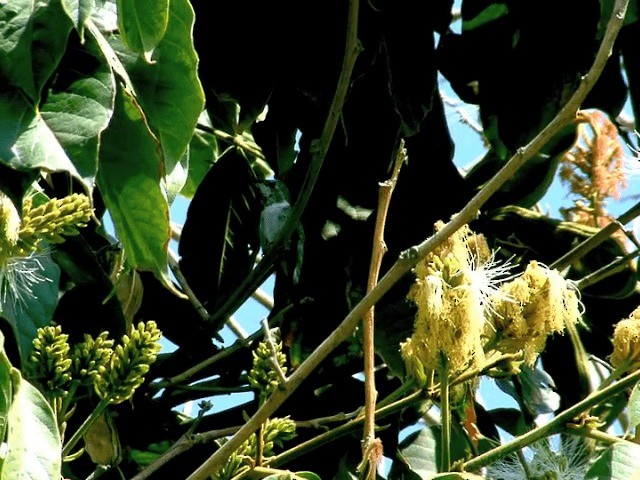 Oasis Hummingbird - ML201554031