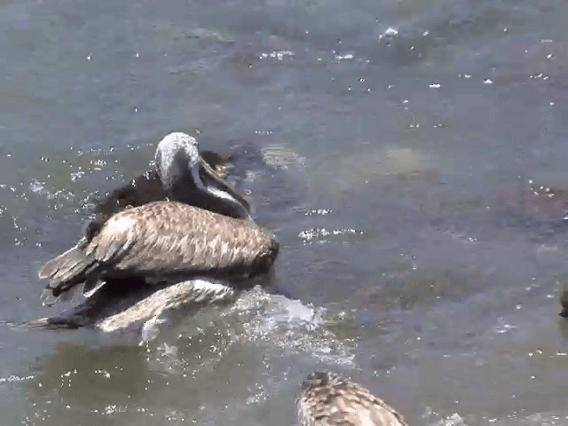 Peruvian Pelican - ML201554061