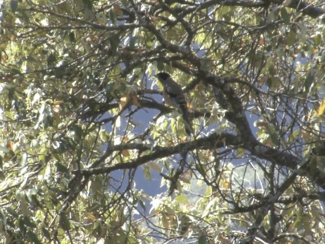 Black-headed Jay - ML201554071