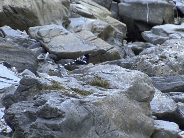 Spotted Forktail - ML201554091