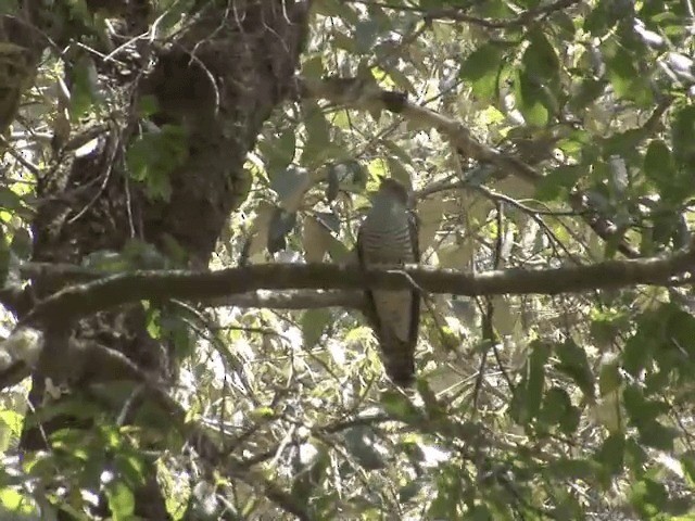 Himalayan Cuckoo - ML201554121