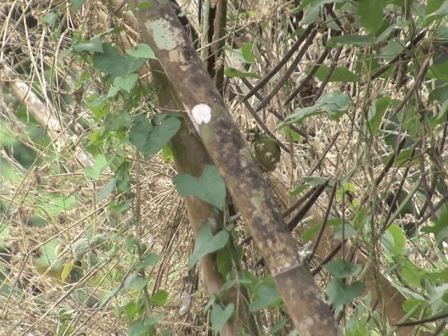 Green-faced Parrotfinch - ML201554141