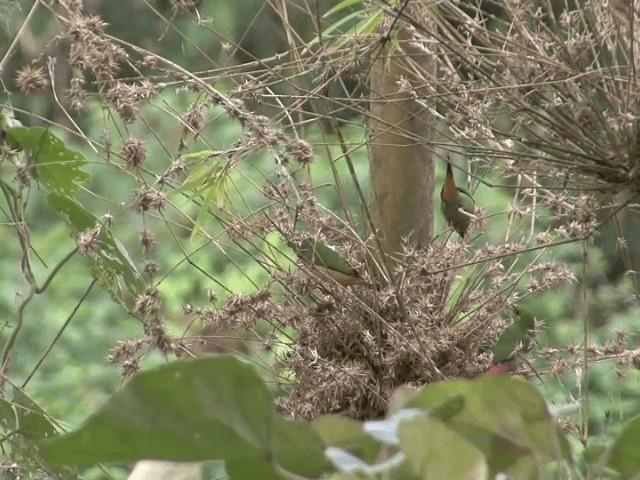 Green-faced Parrotfinch - ML201554151