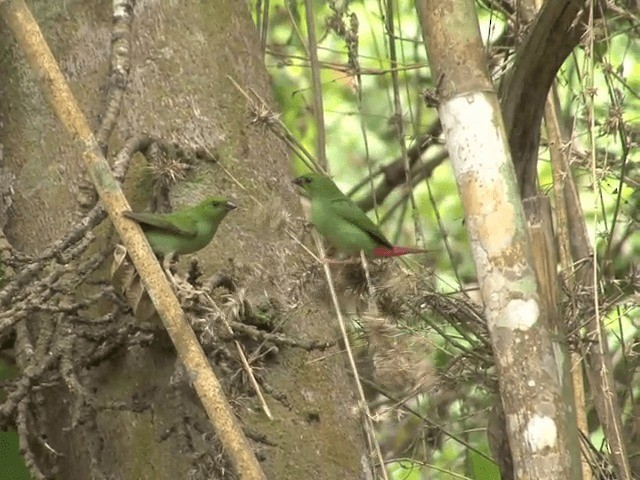 Green-faced Parrotfinch - ML201554161