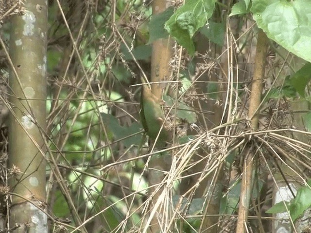 Green-faced Parrotfinch - ML201554171