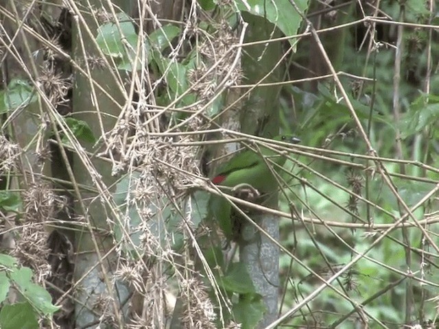 Green-faced Parrotfinch - ML201554181