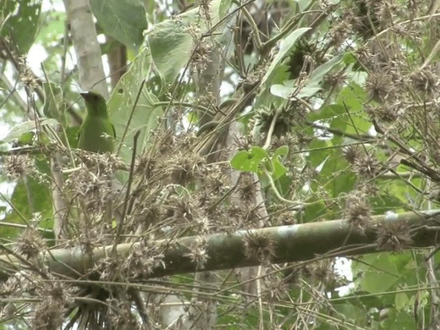 Green-faced Parrotfinch - ML201554201