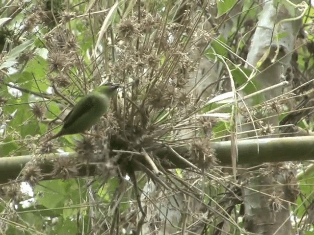 Green-faced Parrotfinch - ML201554211