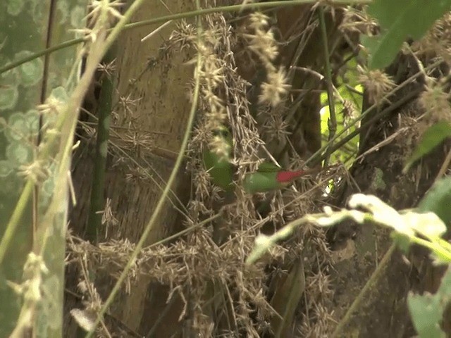 Green-faced Parrotfinch - ML201554251