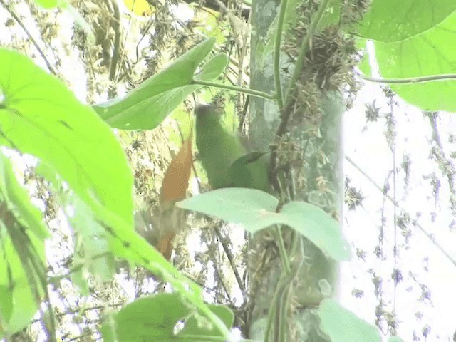 Green-faced Parrotfinch - ML201554261