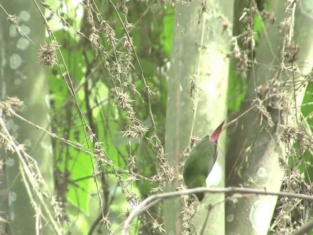 Green-faced Parrotfinch - ML201554271