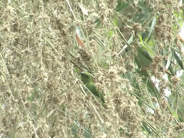 Green-faced Parrotfinch - ML201554291