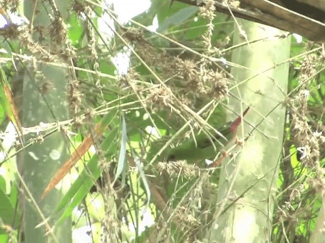 Green-faced Parrotfinch - ML201554301