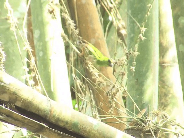 Green-faced Parrotfinch - ML201554311