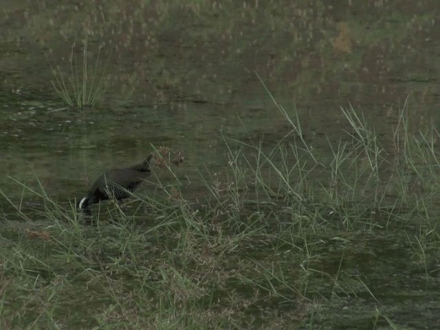 Barred Rail - ML201554321