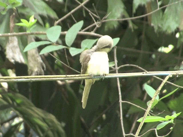 Brown Shrike (Philippine) - ML201554351