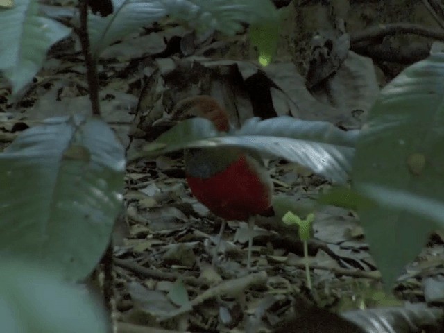 rødbukpitta (erythrogaster gr.) - ML201554361