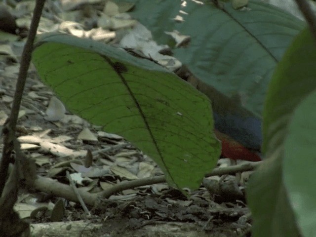 Pita Ventrirroja (grupo erythrogaster) - ML201554371