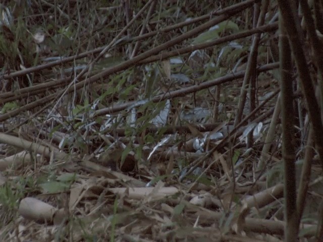 Orange-necked Partridge - ML201554391