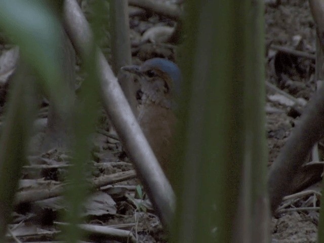 Blue-rumped Pitta - ML201554431