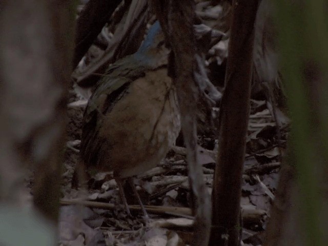 Blue-rumped Pitta - ML201554441