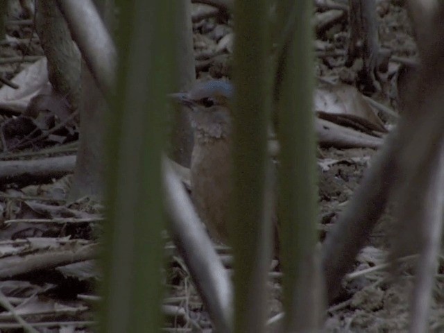 Blue-rumped Pitta - ML201554451