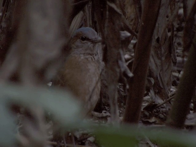 Blue-rumped Pitta - ML201554461