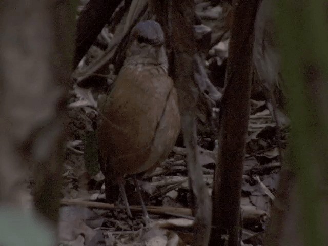 Blue-rumped Pitta - ML201554471