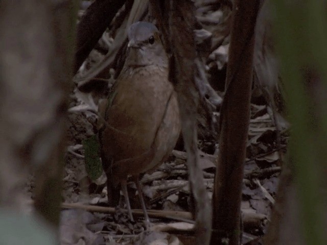 Blue-rumped Pitta - ML201554481