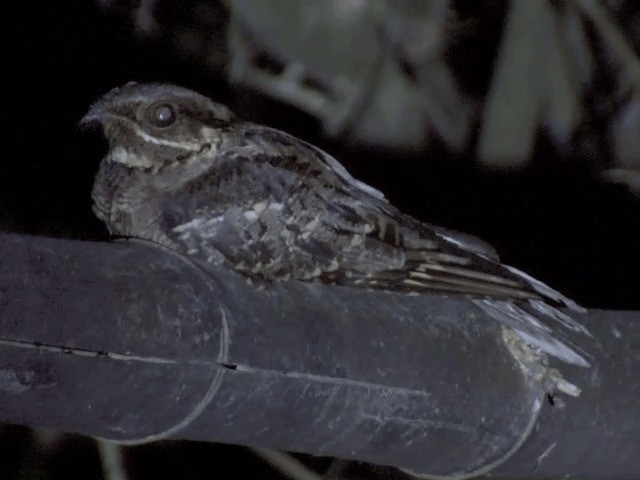 Large-tailed Nightjar - ML201554531