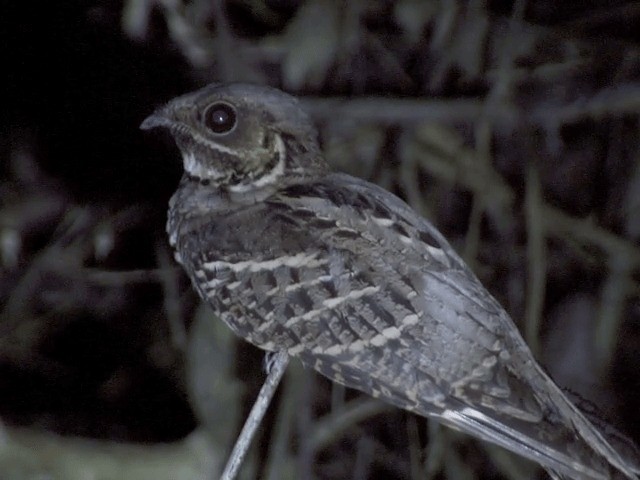 Large-tailed Nightjar - ML201554541