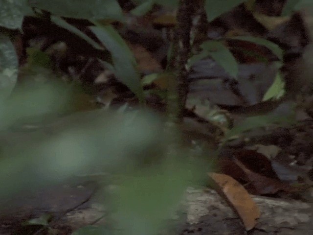 Malayan Black-capped Babbler - ML201554551