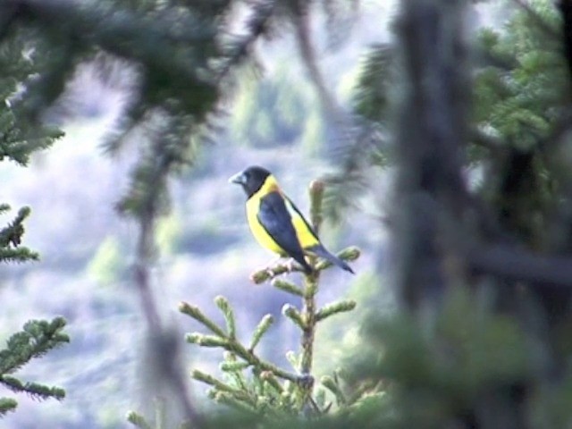 Collared Grosbeak - ML201554641